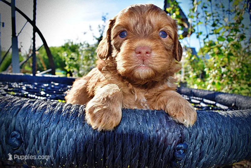 Ringo – Havanese, Poodle - Toy  puppy for sale in Marshfield, MO