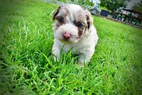 Simba, a male Havanese and Poodle - Toy  for sale in Marshfield, MO – 8 of 10
