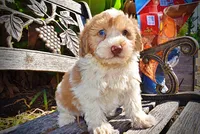 Nemo, a male Havapoo for sale in Marshfield, MO – 4 of 10