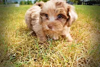 Kiwi, a female Havanese and Havapoo for sale in Marshfield, MO – 8 of 10