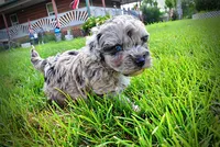 Huggles, a male Havanese and Poodle - Toy  for sale in Marshfield, MO – 8 of 10