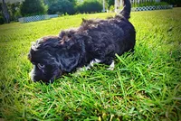 Introducing Taz! -SUMMER SALE!! $100 off listed price!!, a male Havanese and Poodle - Toy  for sale in Marshfield, MO – 5 of 10