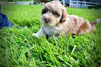 Star-SUMMER SALE!!  $100 off listed price!!, a female Havanese and Poodle - Toy  for sale in Marshfield, MO – 3 of 9
