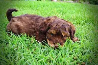 Valentino, a male Havanese and Poodle - Toy  for sale in Marshfield, MO – 4 of 10