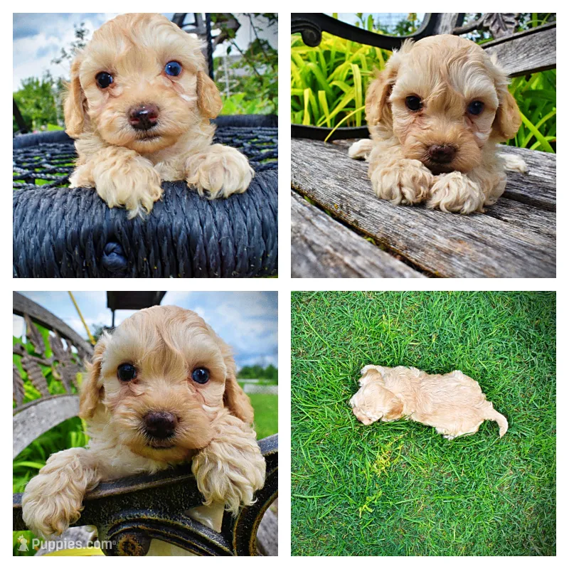 Armani – Havanese, Poodle - Toy  puppy for sale in Marshfield, MO