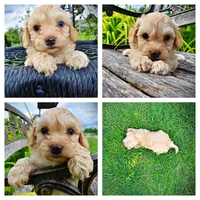 Armani, a male Havanese and Poodle - Toy  for sale in Marshfield, MO – 1 of 10