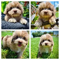 Eartha, a female Havanese and Poodle - Toy  for sale in Marshfield, MO – 1 of 10