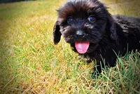 Kipper, a male Havanese and Havapoo for sale in Marshfield, MO – 7 of 10