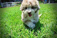 Espresso, a male Havanese and Poodle - Toy  for sale in Marshfield, MO – 5 of 10