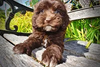 Jolene-LABOR DAY SALE-TAKE $100 OFF!!!, a female Havanese for sale in Marshfield, MO – 6 of 10