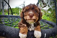 Vanity, a female Havanese and Poodle - Toy  for sale in Marshfield, MO – 8 of 10