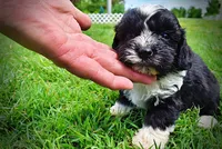 Scout, a male Havanese and Poodle - Toy  for sale in Marshfield, MO – 6 of 9