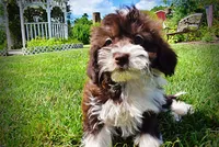 Diva, a female Havanese and Poodle - Toy  for sale in Marshfield, MO – 5 of 10