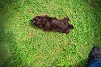 Vixen, a female Havanese and Poodle - Toy  for sale in Marshfield, MO – 6 of 10