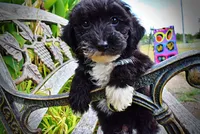 Kudos, a male Havanese and Havapoo for sale in Marshfield, MO – 2 of 10
