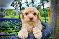 Ajax, a male Havanese and Poodle - Toy  for sale in Marshfield, MO – 6 of 8