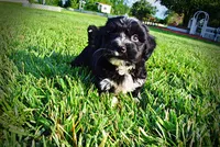 Introducing Taz! -SUMMER SALE!! $100 off listed price!!, a male Havanese and Poodle - Toy  for sale in Marshfield, MO – 6 of 10