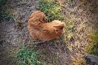 Muppet, a male Havapoo for sale in Marshfield, MO – 5 of 10