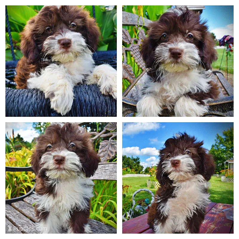 Diva – Havanese, Poodle - Toy  puppy for sale in Marshfield, MO
