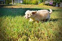 Lemony, a male Havapoo for sale in Marshfield, MO – 10 of 10