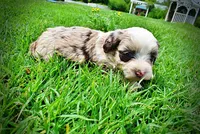 Sadie, a female Havanese and Poodle - Toy  for sale in Marshfield, MO – 10 of 10