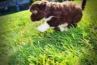 Baxter, a male Havanese and Poodle - Toy  for sale in Marshfield, MO – 3 of 10