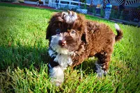Dexter, a male Havanese and Poodle - Toy  for sale in Marshfield, MO – 7 of 10