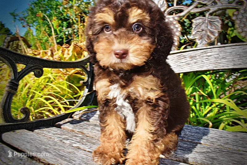 Jazz – Havanese, Havapoo puppy for sale in Marshfield, MO