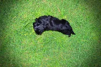 Webster, a male Havanese and Poodle - Toy  for sale in Marshfield, MO – 10 of 10