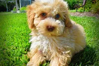 Gracie, a female Havanese and Poodle - Toy  for sale in Marshfield, MO – 7 of 10