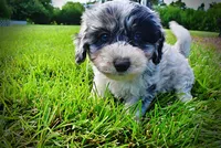 Bluebelle, a female Havanese and Poodle - Toy  for sale in Marshfield, MO – 3 of 9