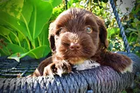 Hershey, a male Havanese and Poodle - Toy  for sale in Marshfield, MO – 2 of 10