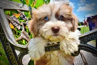 Doodles, a male Havanese and Poodle - Toy  for sale in Marshfield, MO – 6 of 10