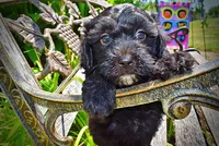 Isabella, a female Havanese and Poodle - Toy  for sale in Marshfield, MO – 3 of 10