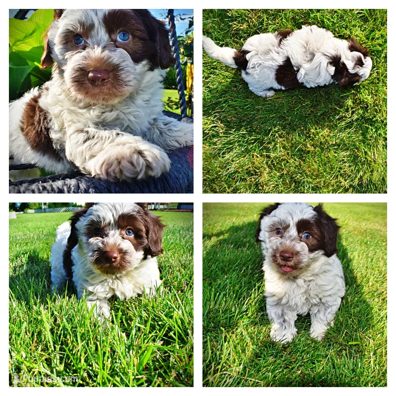 Chippy – Havanese, Poodle - Toy  puppy for sale in Marshfield, MO