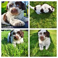 Chippy, a male Havanese and Poodle - Toy  for sale in Marshfield, MO – 1 of 10