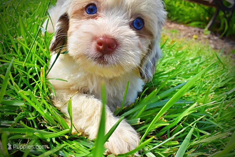 Precious – Havanese, Poodle - Toy  puppy for sale in Marshfield, MO