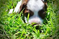 Rollo, a male Havanese and Poodle - Toy  for sale in Marshfield, MO – Photo 5 of 9