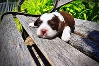 Rollo, a male Havanese and Poodle - Toy  for sale in Marshfield, MO – Photo 4 of 9
