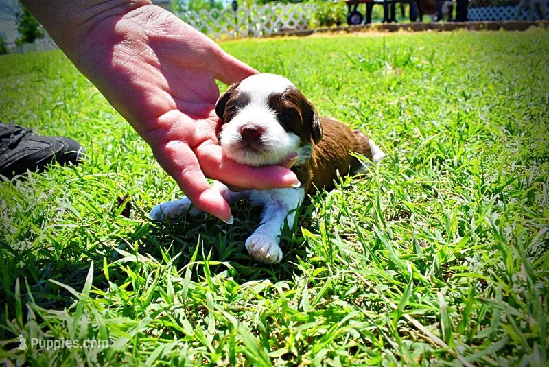 Rollo – Havanese, Poodle - Toy  puppy for sale in Marshfield, MO