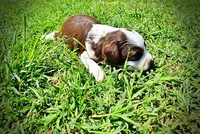 Rollo, a male Havanese and Poodle - Toy  for sale in Marshfield, MO – Photo 9 of 9
