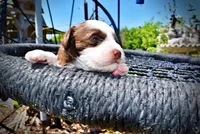 Rollo, a male Havanese and Poodle - Toy  for sale in Marshfield, MO – Photo 2 of 9