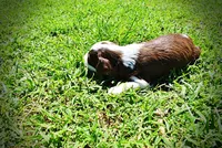 Rollo, a male Havanese and Poodle - Toy  for sale in Marshfield, MO – Photo 8 of 9