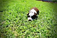 Rollo, a male Havanese and Poodle - Toy  for sale in Marshfield, MO – Photo 7 of 9