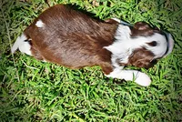 Rollo, a male Havanese and Poodle - Toy  for sale in Marshfield, MO – Photo 6 of 9