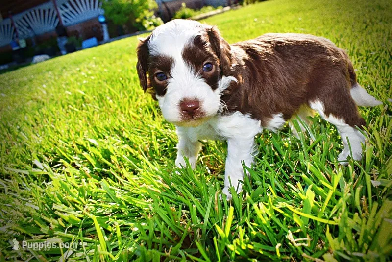 Rollo – Havanese, Poodle - Toy  puppy for sale in Marshfield, MO
