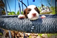 Rollo, a male Havanese and Poodle - Toy  for sale in Marshfield, MO – Photo 3 of 9