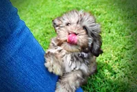 Fancy, a female Havanese and Poodle - Toy  for sale in Marshfield, MO – 3 of 10
