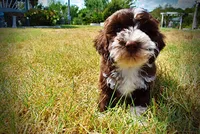 Katie, a female Havanese and Havapoo for sale in Marshfield, MO – 4 of 10