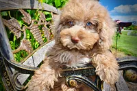 Gorgeous, a male Havanese and Poodle - Toy  for sale in Marshfield, MO – 5 of 10